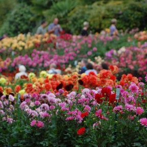 Blumeninsel Mainau